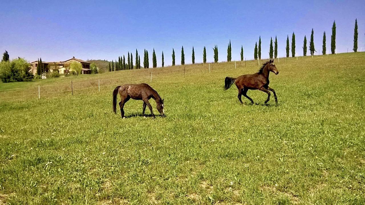 Вілла Podere Le Volte Pergine Valdarno Екстер'єр фото